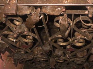 Puluhan Ribu Tikus di Kuil Ini Dipelihara hingga Dipuja
