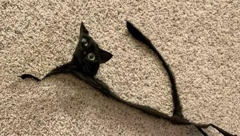 Jadi kucing paling tipis di dunia nih. Foto: Boredpanda