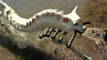 Badan anjingnya memanjang seperti bentuk ulat/lipan. Foto: Boredpanda