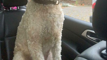 Anjing berkepala dua? Foto: Boredpanda