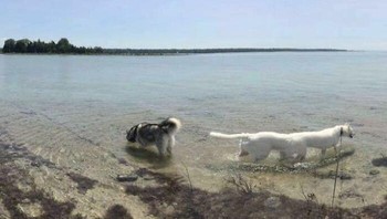 Panjang sekali si anjing putih. Foto: Boredpanda
