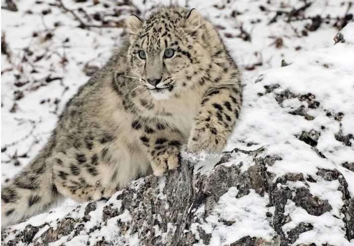 Macan tutul salju di Pegunungan Himalaya