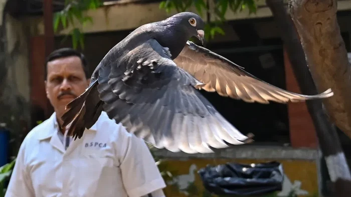 Merpati mata-mata