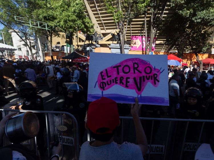 Protes Aktivis Hewan Menentang Kembalinya Adu Banteng di Meksiko