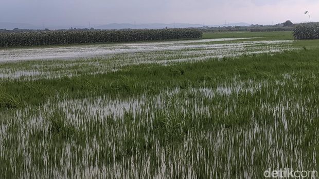 Kondisi sawah dekat tanggul jebol Dukuh Wangun, Desa Rejosari, Karangawen, Demak. Selasa (6/2/2024).