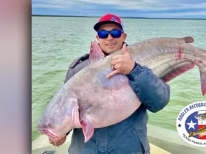 Nelayan Tangkap Lele Raksasa, Beratnya 28 Kilogram