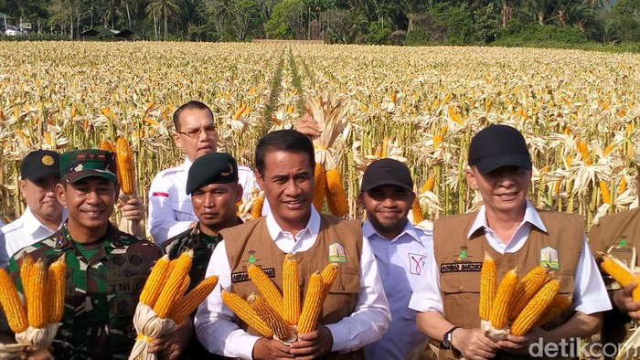 Menteri Pertanian Andi Amran Sulaiman memanen jagung perdana, di lahan Demplot Yonif 112/DJ di Desa Deunong Kecamatan Darul Imarah Kabupaten Aceh Besar. (Agus Setyadi/detikSumut)