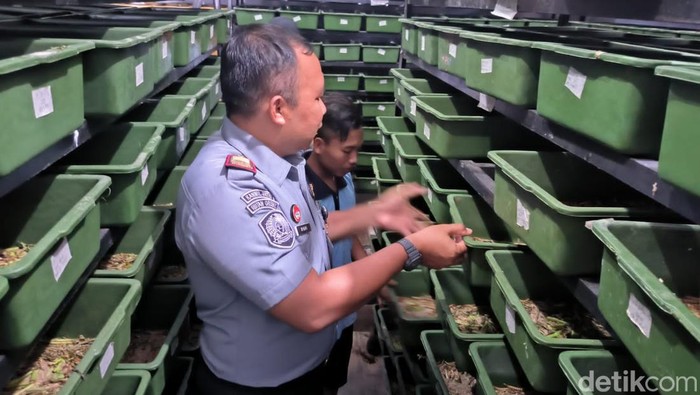 Panen ulat Jerman oleh warga binaan Rutan Kelas II B Gresik.