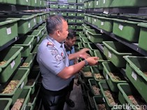 Napi di Rutan Gresik Panen Perdana Ulat Jerman yang Siap Diekspor