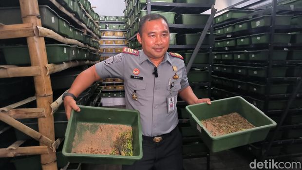 Panen ulat Jerman oleh warga binaan Rutan Kelas II B Gresik.
