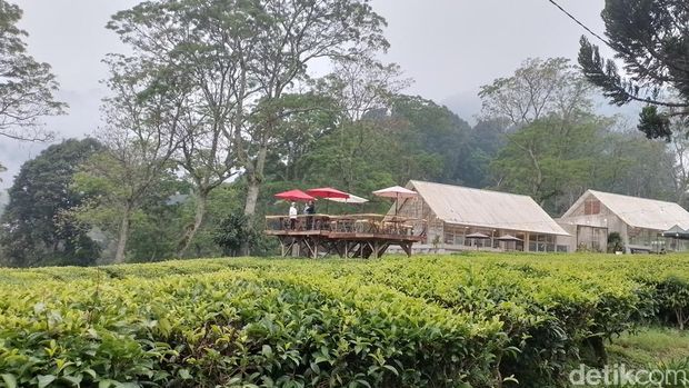 PePeTeKa, kafe di area Pusat Penelitian Teh dan Kina (PPTK) Gambung di Kecamatan Pasir Jambu, Kabupaten Bandung.