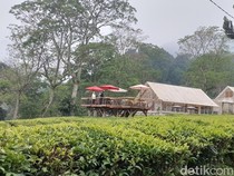 Slurpp! Di Kafe Tengah Kebun Teh Ini Ada Kopi Arabika Nikmat