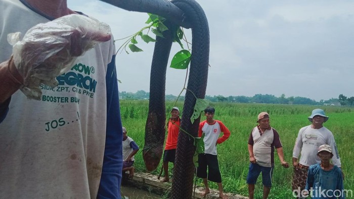 Petani Desa Bulurejo, Kecamatan Juwiring, Klaten melakukan gropyokan tikus, Selasa (6/2/2024).