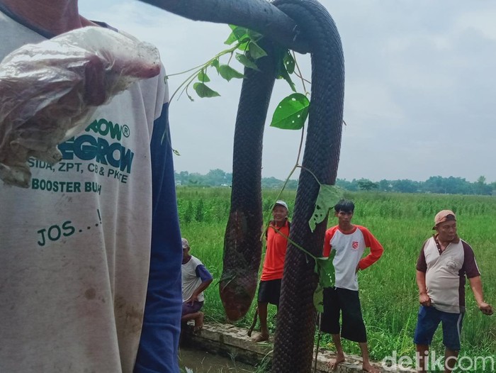 Petani Desa Bulurejo, Kecamatan Juwiring, Klaten melakukan gropyokan tikus, Selasa (6/2/2024).
