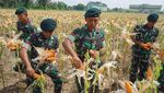 Potret Mentan Panen Jagung di Aceh