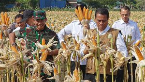 Potret Mentan Panen Jagung di Aceh