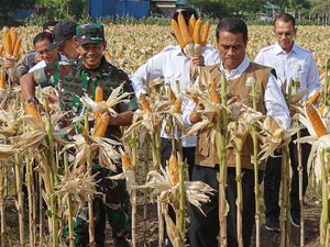 Potret Mentan Panen Jagung di Aceh