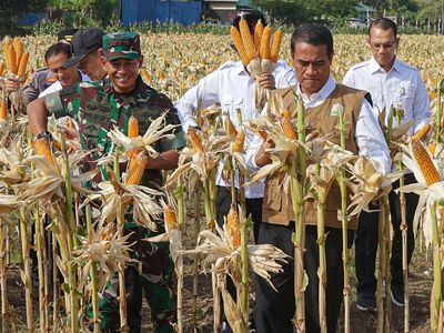 Potret Mentan Panen Jagung di Aceh