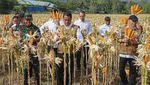 Potret Mentan Panen Jagung di Aceh
