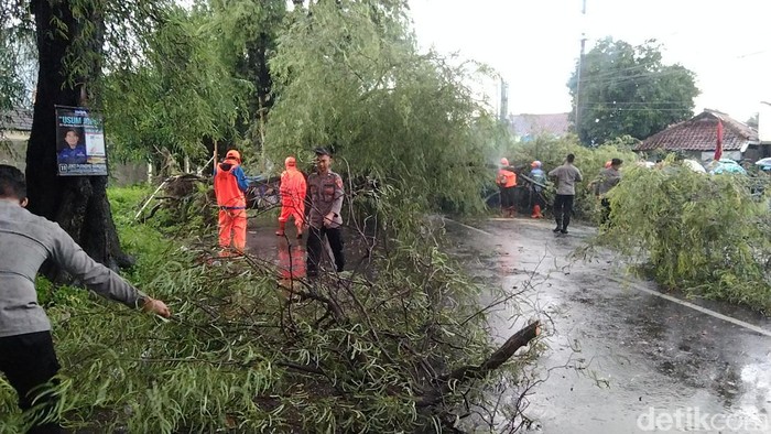 Proses evakuasi pohon tumbang di Majalengka.