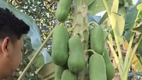 Pria kelahiran tahun 1993 ini memang bisa dibilang tidak jaim, dirinya bahkan langsung terjun ke kebun mangga untuk memetik buah langsung dari pohonnya. Foto: Instagram @denny_caknan