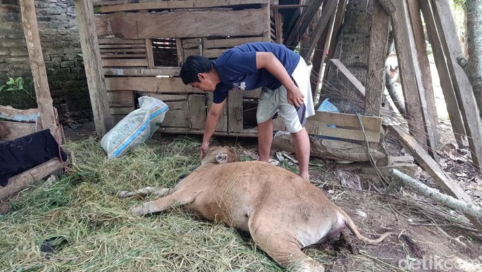 Salah satu sapi milik warga Desa Tegal Badeng Timur, Kecamatan Negara, Kabupaten Jembrana, Bali yang mati mendadak pada Selasa (6/2/2024) pagi.