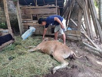 19 Sapi Milik Warga Flores Timur Mati Mendadak, Perut Penuh Pasir