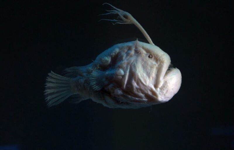 Anglerfish, yang ditemukan di kedalaman laut yang dalam dan gelap, adalah makhluk yang tampak sangat aneh. Anglerfish betina secara signifikan lebih besar daripada jantan.