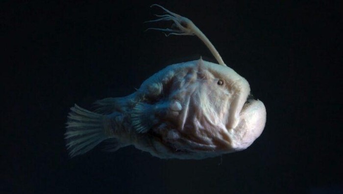 Anglerfish, yang ditemukan di kedalaman laut yang dalam dan gelap, adalah makhluk yang tampak sangat aneh. Anglerfish betina secara signifikan lebih besar daripada jantan.