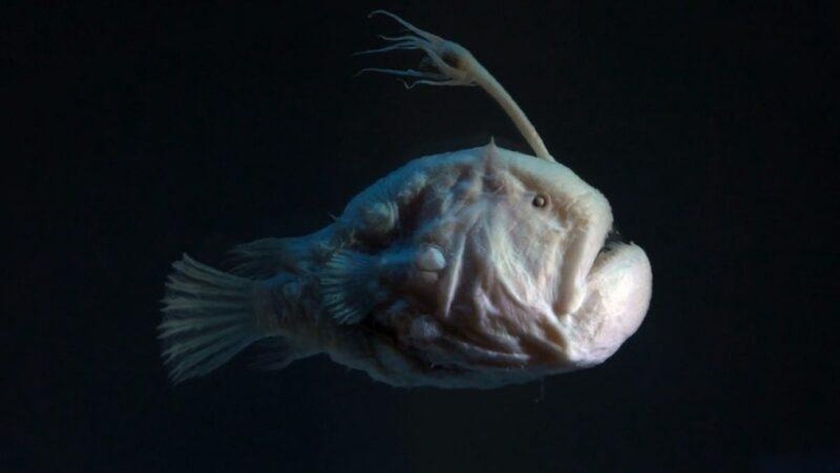 Ikan Anglerfish