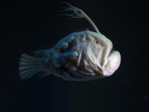 Kenapa Ikan Anglerfish Naik ke Permukaan? Ini Sederet Penyebabnya
