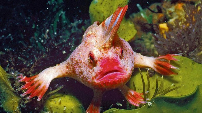Ikan handfish merah tidak memiliki kantung renang, organ umum pada sebagian besar ikan yang digunakan untuk mengontrol daya apung. Sebaliknya, mereka mengandalkan sirip besar yang menyerupai tangan.