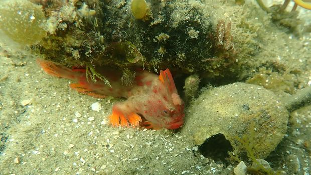 Ikan handfish merah