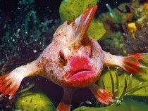 Ikan Bertangan yang Nasibnya Menyedihkan