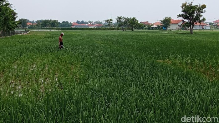 Lahan pertanian padi di Desa Slangit Cirebon