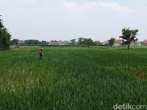 Kementerian PU Mulai Terapkan Sistem IPHA di Lahan Pertanian Cirebon