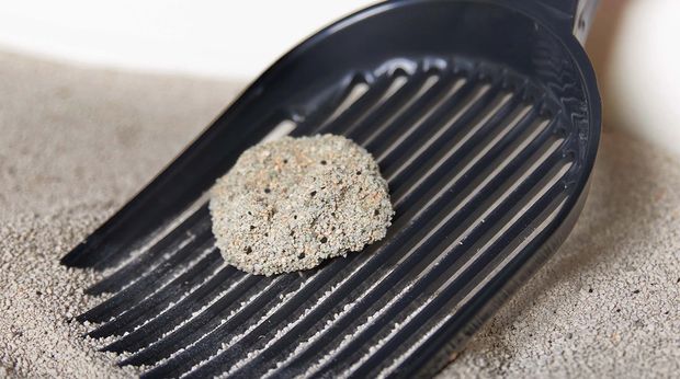 Pasir Bentonite salah satu jenis pasir untuk kucing