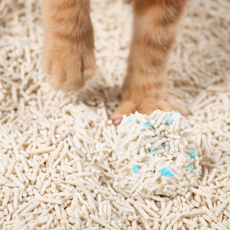 Pasir Tofu salah satu jenis pasir kucing