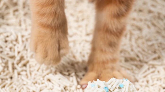 Pasir Tofu salah satu jenis pasir kucing