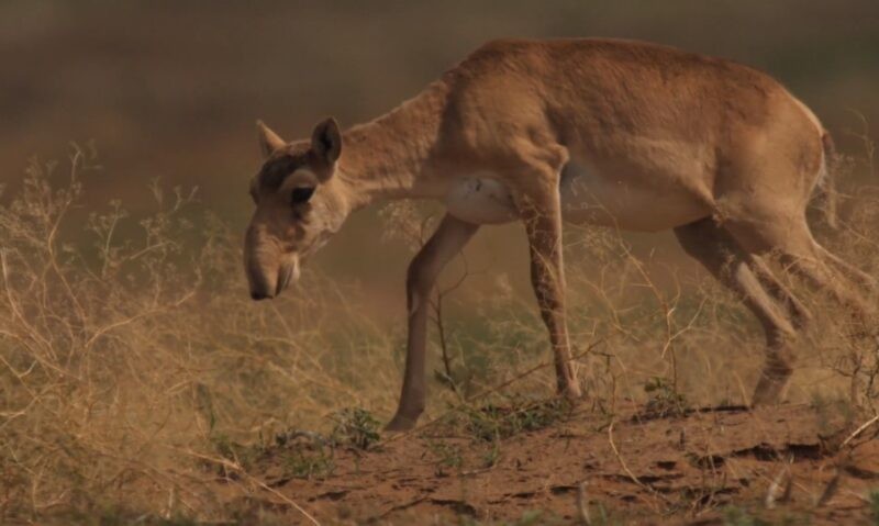 Saiga Antelope, yang berasal dari Asia Tengah, adalah spesies purba yang dapat dikenali dari hidungnya yang bulat dan memanjang. Sayangnya, makhluk unik ini menghadapi ancaman terhadap kelangsungan hidupnya akibat hilangnya habitat dan perburuan liar.