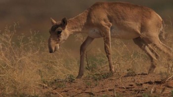 Saiga Antelope, yang berasal dari Asia Tengah, adalah spesies purba yang dapat dikenali dari hidungnya yang bulat dan memanjang. Sayangnya, makhluk unik ini menghadapi ancaman terhadap kelangsungan hidupnya akibat hilangnya habitat dan perburuan liar. Foto: beforetheflood