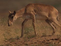 7 Hewan Terjelek di Dunia, Ada dari Indonesia