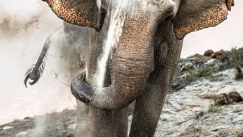 Karya Ju Shen Lee dari Singapura. Pemandian pasir melindungi kulit gajah dari gigitan serangga dan menjaganya tetap hangat di musim dingin. Pasir halus yang terdapat di sepanjang Sungai Narayani menjadikannya mandi yang sempurna. Foto: Sony World Photography