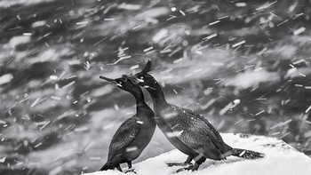 Karya Mohammad Mirza dari Kuwait. European shag adalah burung laut berukuran sedang yang termasuk dalam keluarga burung kormoran. Saya mengambil foto ini selama perjalanan musim dingin ke pulau Hornoya di Norwegia, yang memberi saya kesempatan unik untuk mengabadikan ketangguhan dan keindahan burung luar biasa ini di habitat aslinya. Foto: Sony World Photography