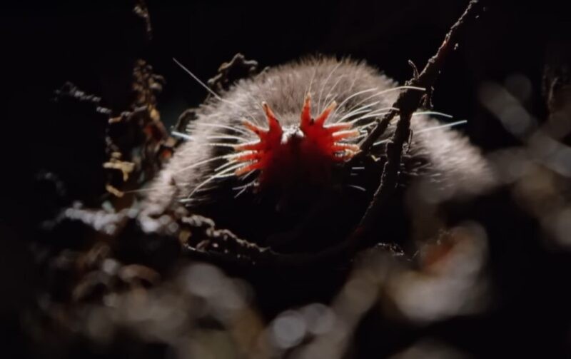 Star-Nosed Mole ditemukan di Kanada bagian timur dan Amerika Serikat bagian timur laut. Hidungnya unik dengan bentuk bintang. Fitur aneh ini membantu mereka dalam bernavigasi di lingkungan gelap dan mendeteksi mangsa melalui indra peraba yang luar biasa.