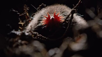Star-Nosed Mole ditemukan di Kanada bagian timur dan Amerika Serikat bagian timur laut. Hidungnya unik dengan bentuk bintang. Fitur aneh ini membantu mereka dalam bernavigasi di lingkungan gelap dan mendeteksi mangsa melalui indra peraba yang luar biasa. Foto: beforetheflood