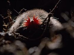 7 Hewan Terjelek di Dunia, Ada dari Indonesia