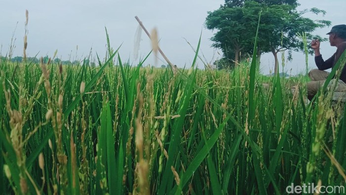 Tanaman padi di Klaten. Foto diunggah Rabu (7/2/2024).
