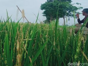 Petani Klaten Babat Padi buat Pakan Sapi gegara Hama Tikus-Burung Pipit