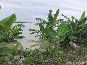 20 Titik Tanggul Sungai Wulan di Undaan Kudus Kritis!